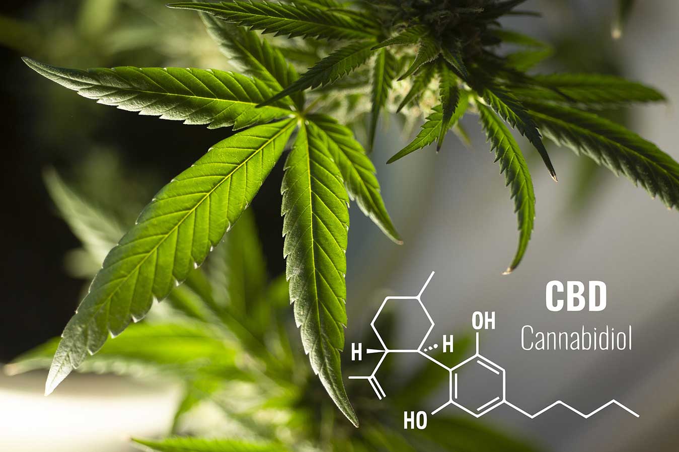 Read more about the article Top 5 CBD Products You Need in Your Journey From FAT-TO-FIT
